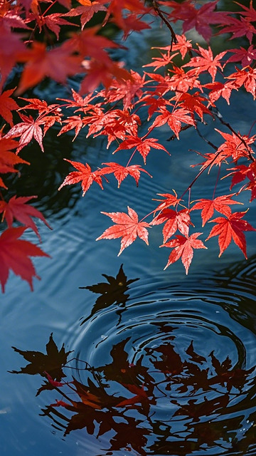 红叶秋水美景摄影