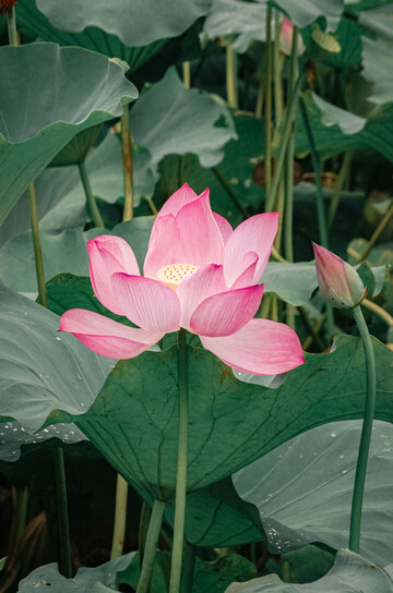 夏日荷花亭亭玉立自然花卉摄影