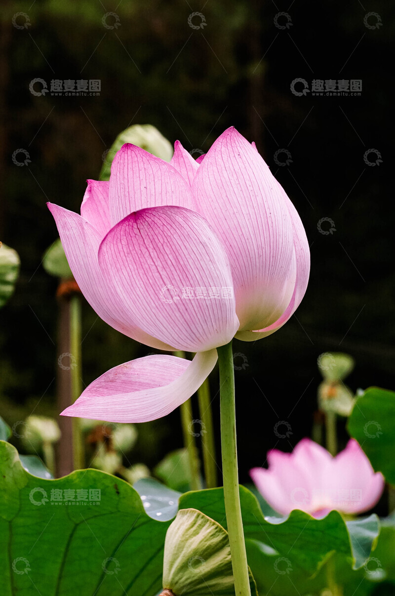 高清大图下载【趣麦麦图】夏日荷塘荷花盛开自然风景摄影