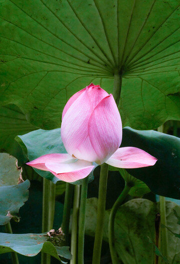 荷花含苞欲放自然花卉摄影图片