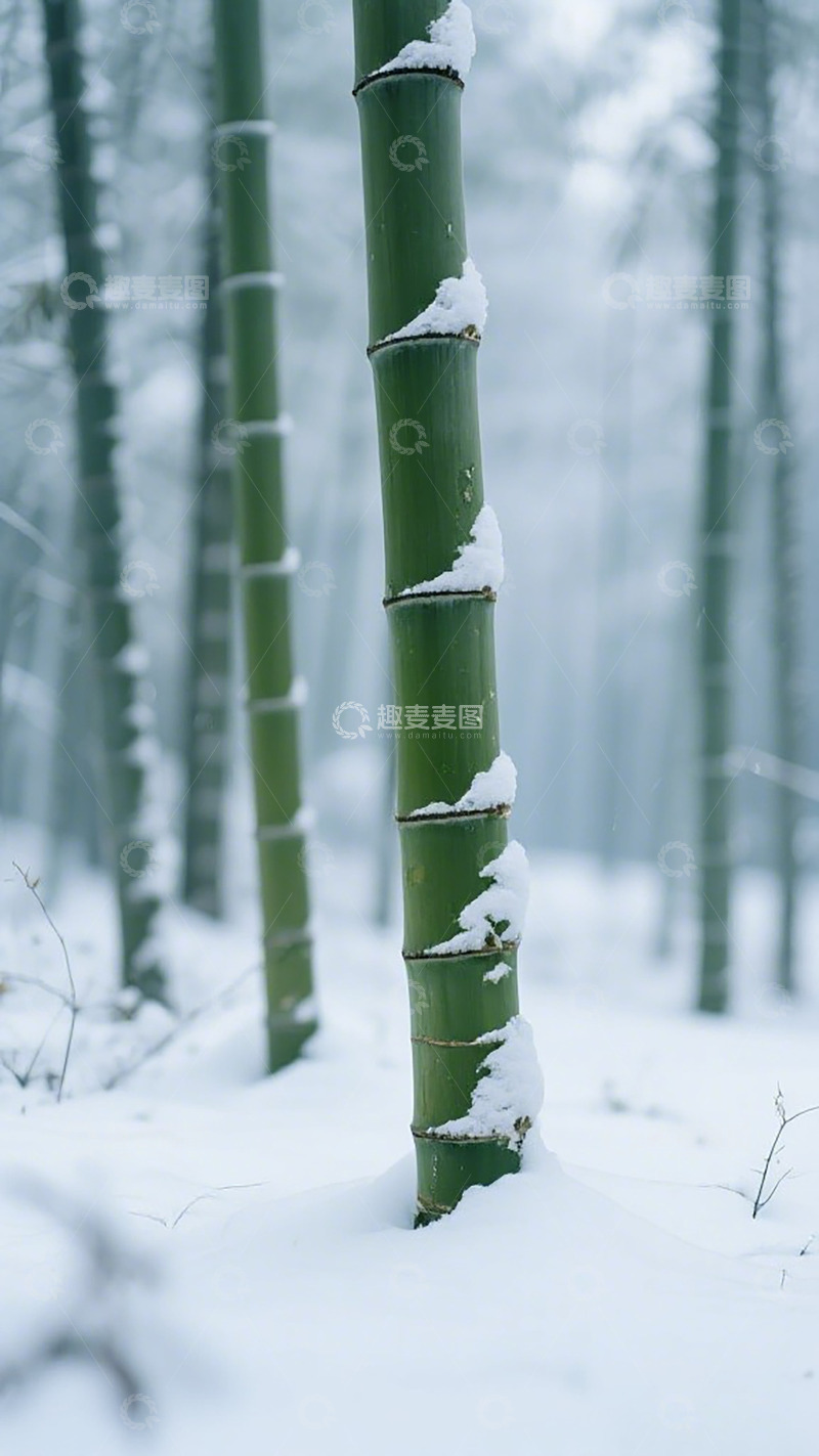 高清大图下载【趣麦麦图】竹林雪景静谧之美
