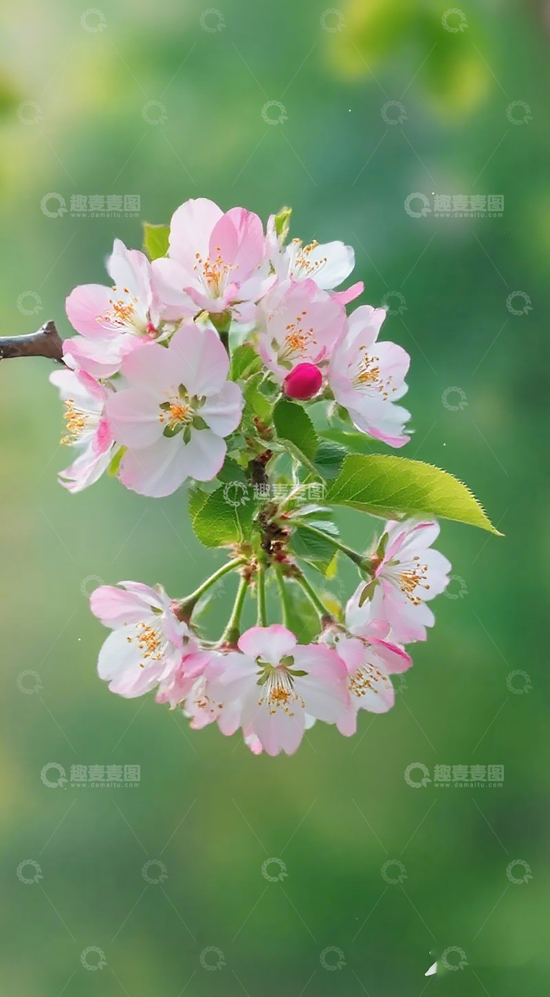 高清大图下载【趣麦麦图】春日海棠花盛开