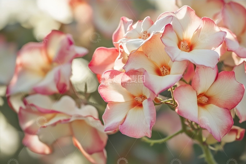 高清大图下载【趣麦麦图】盛开的一簇花卉