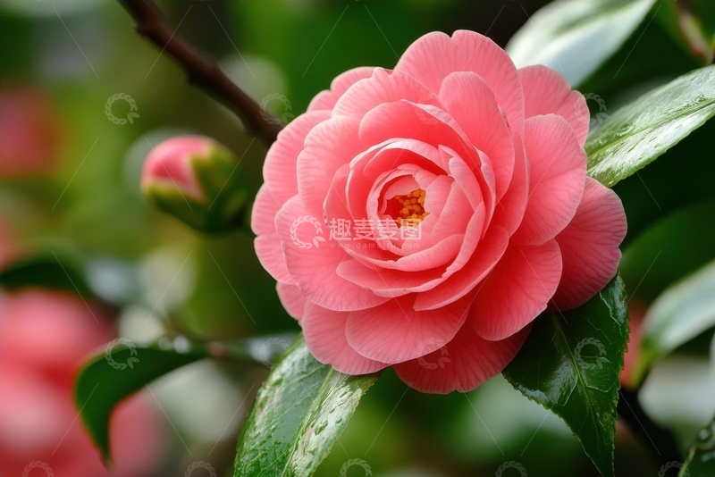 高清大图下载【趣麦麦图】红色的山茶花花卉