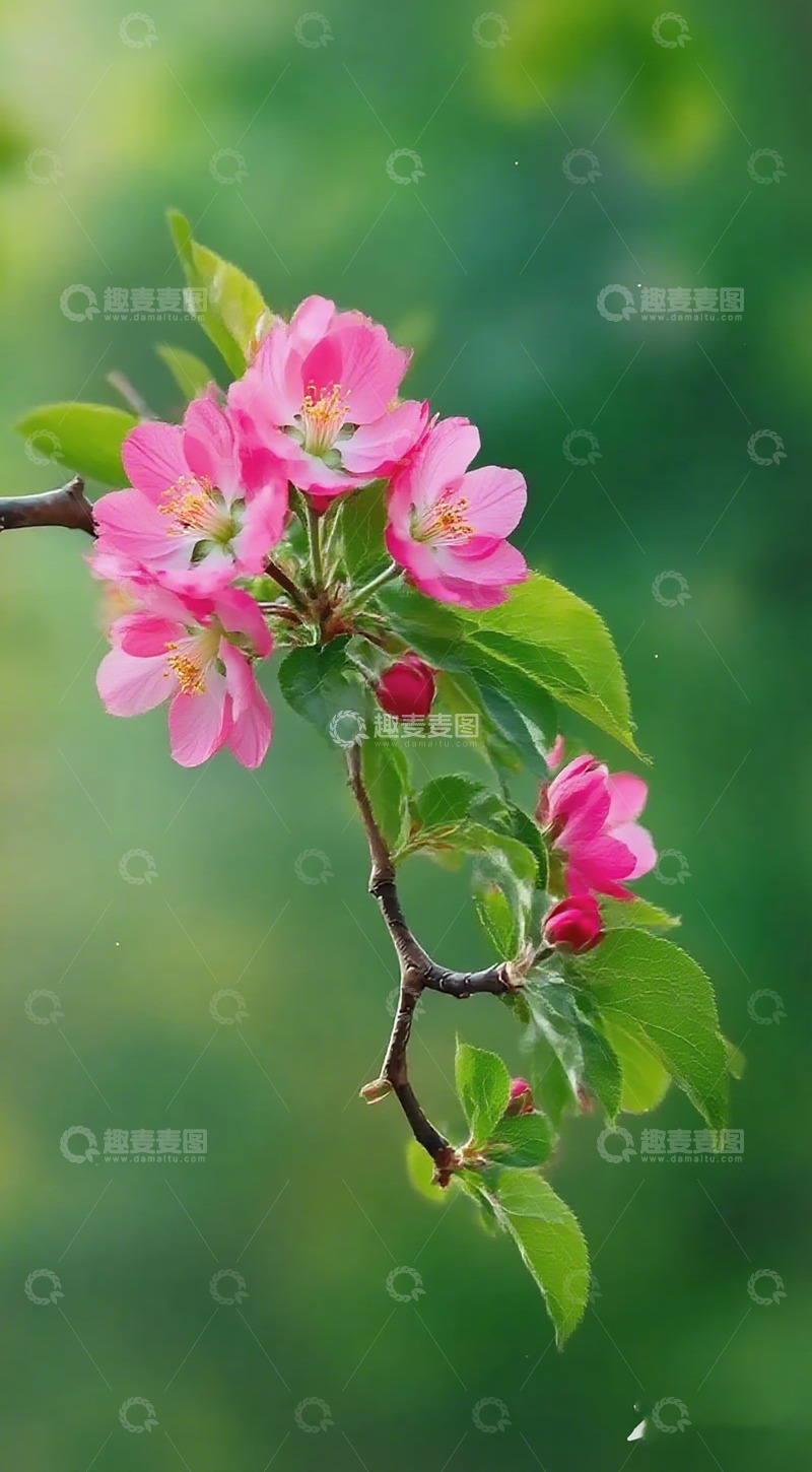 高清大图下载【趣麦麦图】春日海棠绽放美景