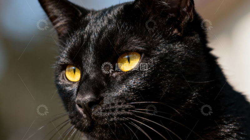 高清大图下载【趣麦麦图】可爱黑猫052
