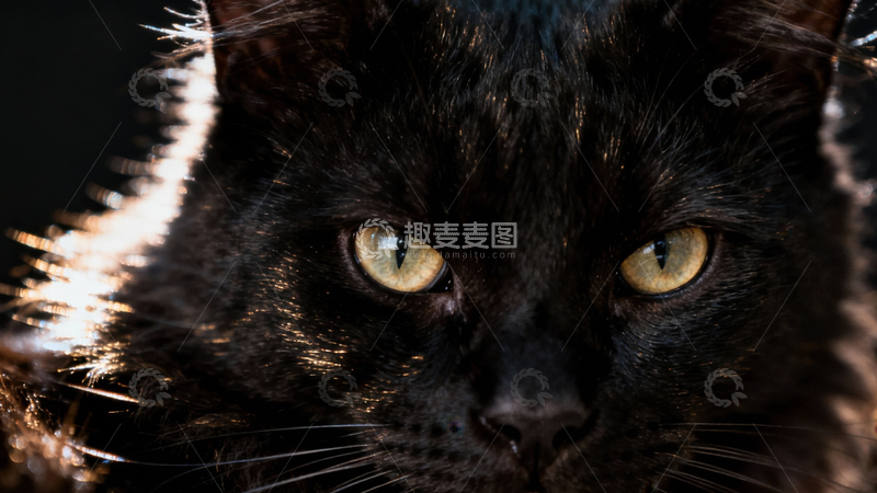 高清大图下载【趣麦麦图】可爱黑猫050