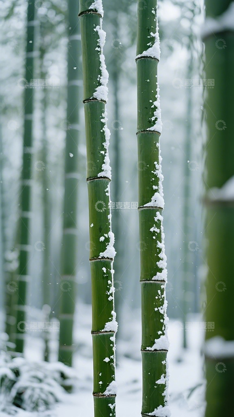 高清大图下载【趣麦麦图】雪竹风景自然摄影图片