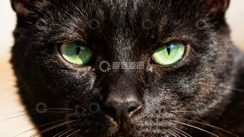 高清大图下载【趣麦麦图】可爱黑猫046