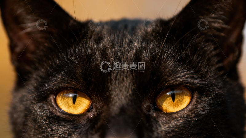 高清大图下载【趣麦麦图】可爱黑猫088