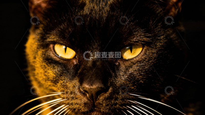 高清大图下载【趣麦麦图】可爱黑猫097