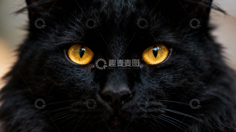 高清大图下载【趣麦麦图】可爱黑猫072