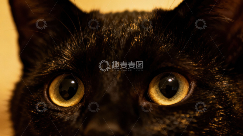 高清大图下载【趣麦麦图】可爱黑猫076