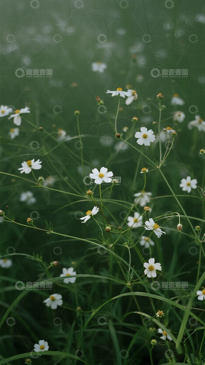 高清大图下载【趣麦麦图】田园风野菊花丛自然风光