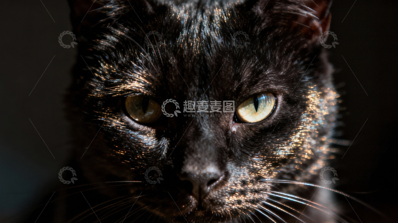 高清大图下载【趣麦麦图】可爱黑猫090