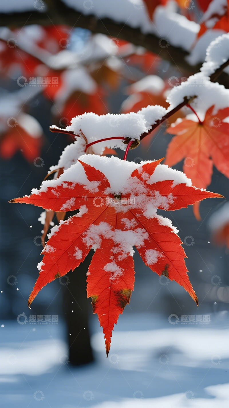 高清大图下载【趣麦麦图】雪裹红叶秋意浓