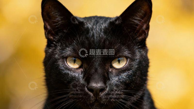 高清大图下载【趣麦麦图】可爱黑猫066