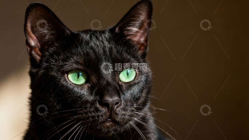 高清大图下载【趣麦麦图】可爱黑猫080
