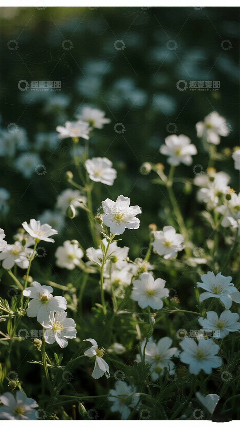 高清大图下载【趣麦麦图】白色花海清新自然风景