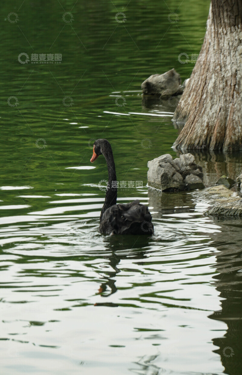 高清大图下载【趣麦麦图】静谧湖面黑天鹅摄影