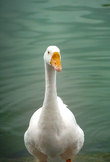 大白鹅碧水湖畔摄影图片