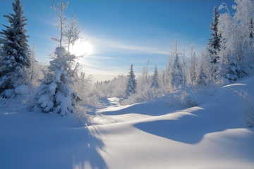 冬天冬季森林雪景