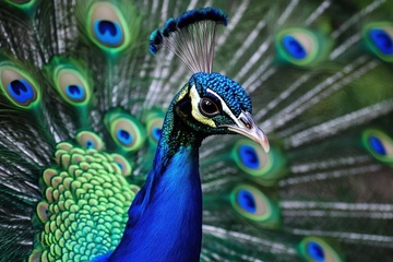 孔雀开屏特写摄影