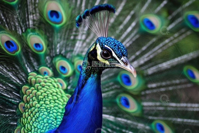 高清大图下载【趣麦麦图】孔雀开屏特写摄影