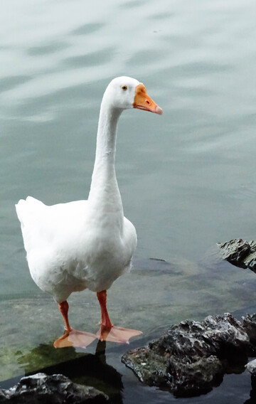 白鹅水边石上摄影