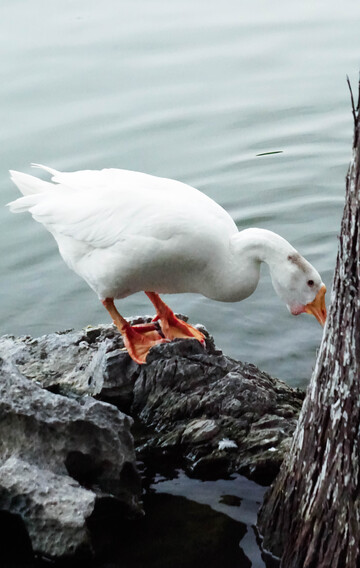 白鹅站立水边觅食