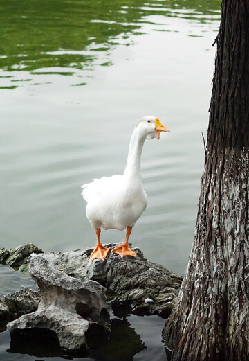 白鹅湖畔树影风光摄影图片