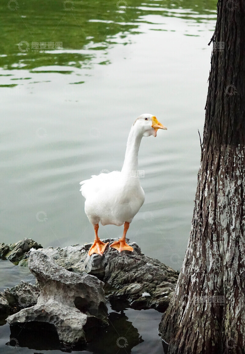 高清大图下载【趣麦麦图】白鹅湖畔树影风光摄影图片