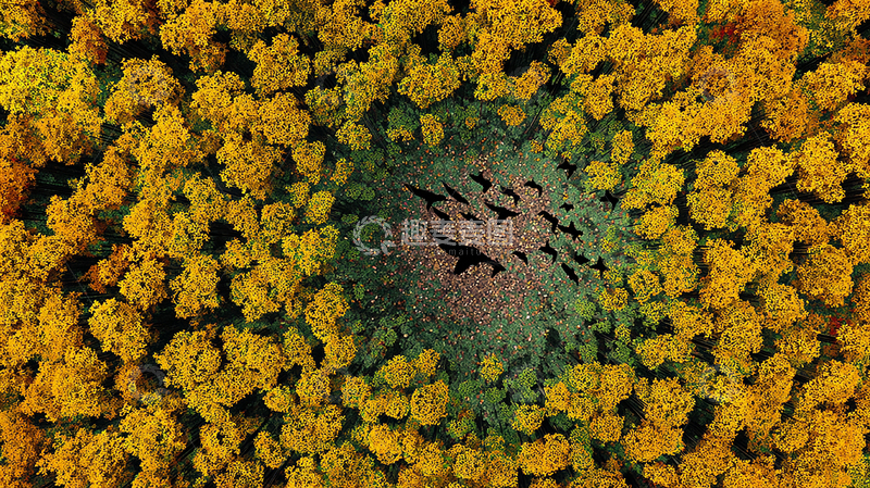 高清大图下载【趣麦麦图】秋日树林鸟群飞翔