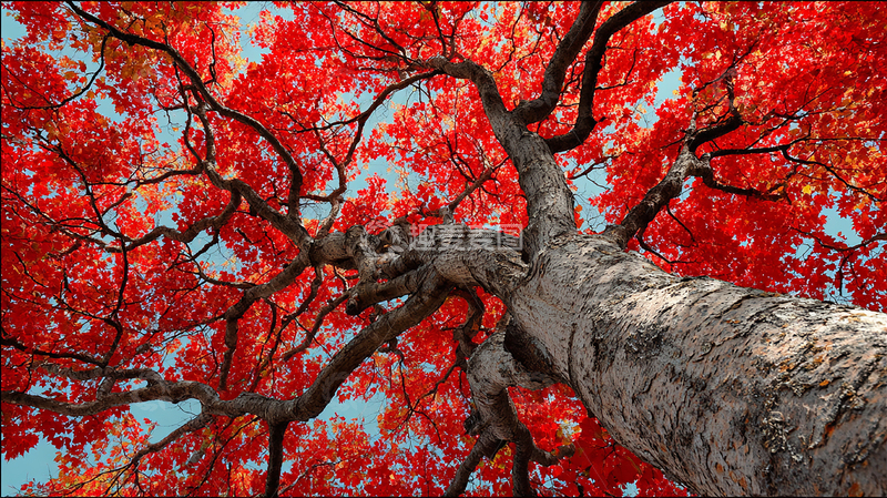 高清大图下载【趣麦麦图】红叶满枝秋意浓