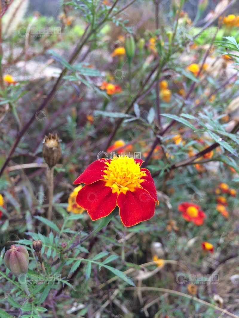 高清大图下载【趣麦麦图】草丛中的花草图