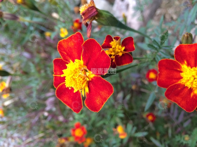 高清大图下载【趣麦麦图】孔雀草实拍图