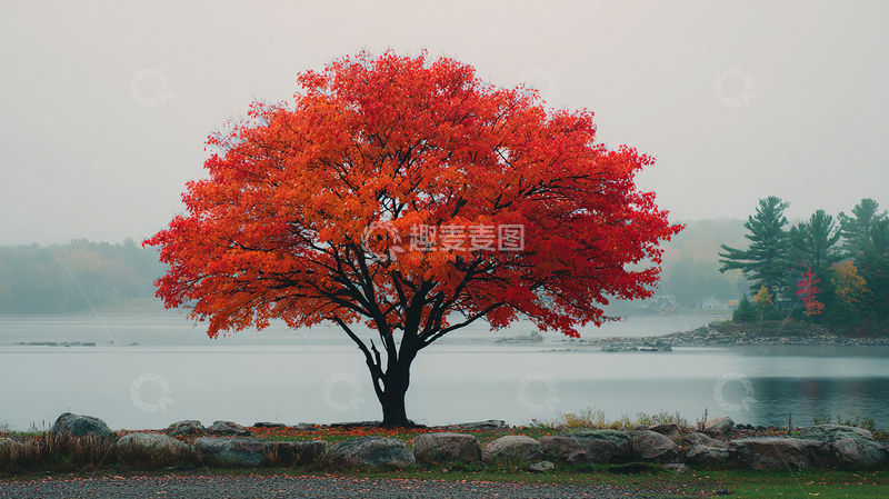 高清大图下载【趣麦麦图】秋日红叶树独立
