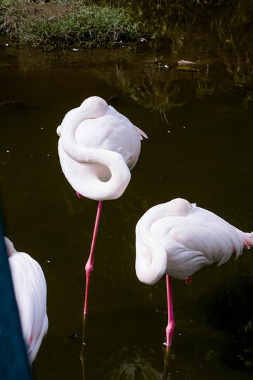 火烈鸟优雅姿态摄影