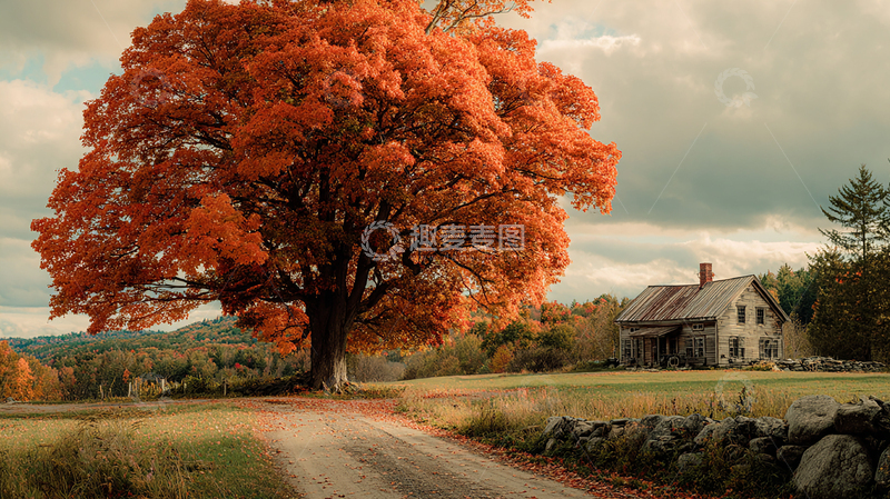 高清大图下载【趣麦麦图】秋日巨树与老房子