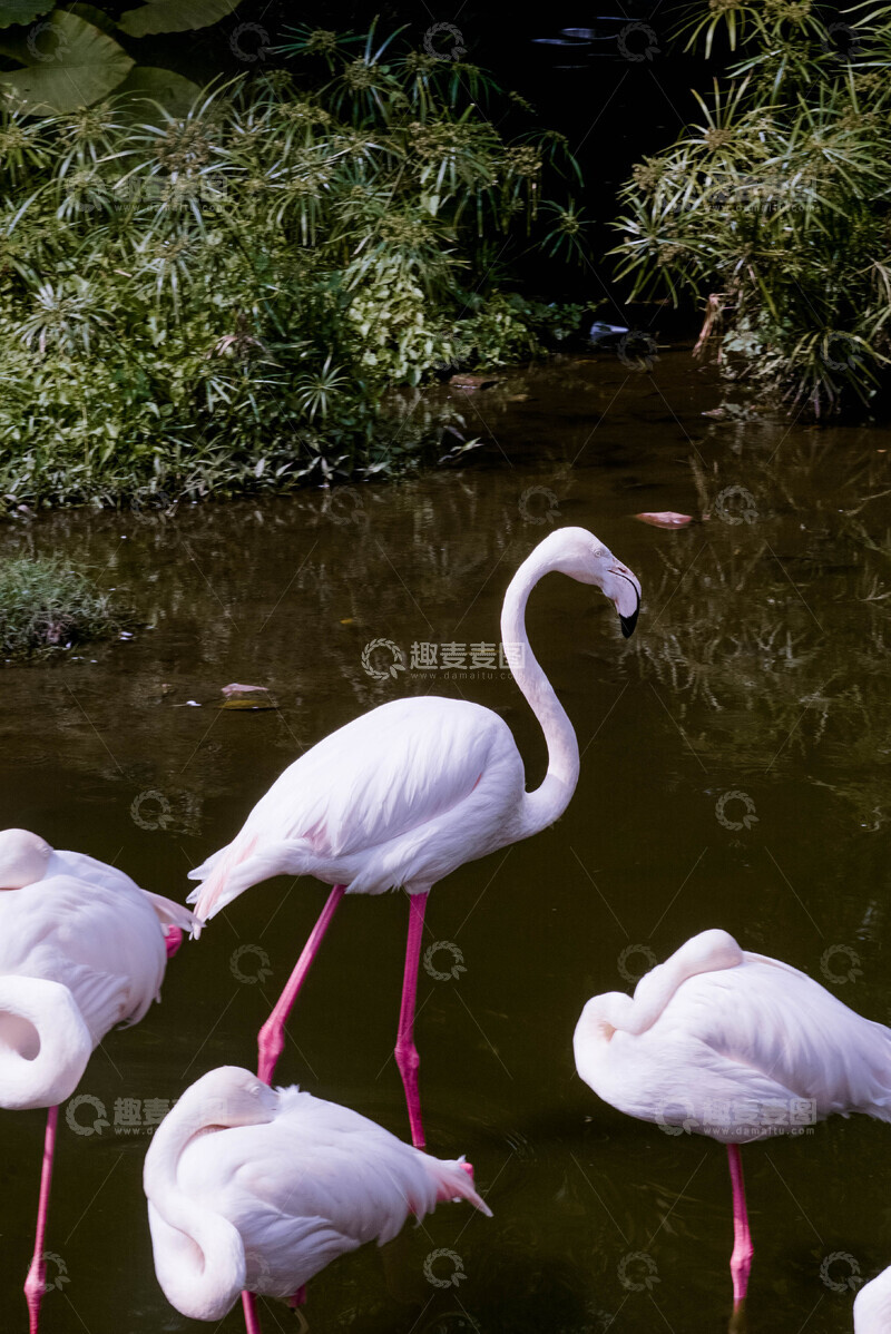 高清大图下载【趣麦麦图】粉色火烈鸟自然水域摄影图
