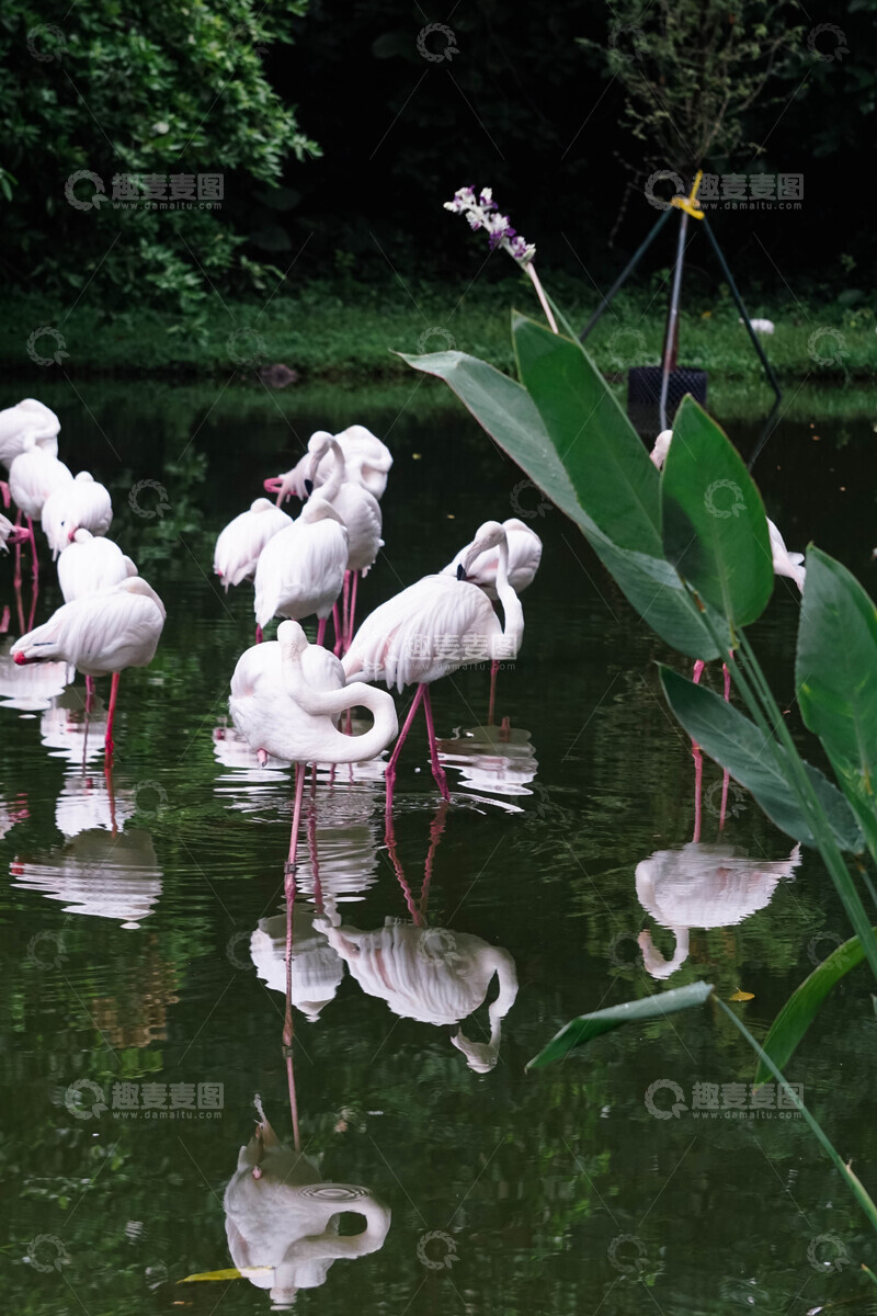 高清大图下载【趣麦麦图】宁静湖面火烈鸟群聚