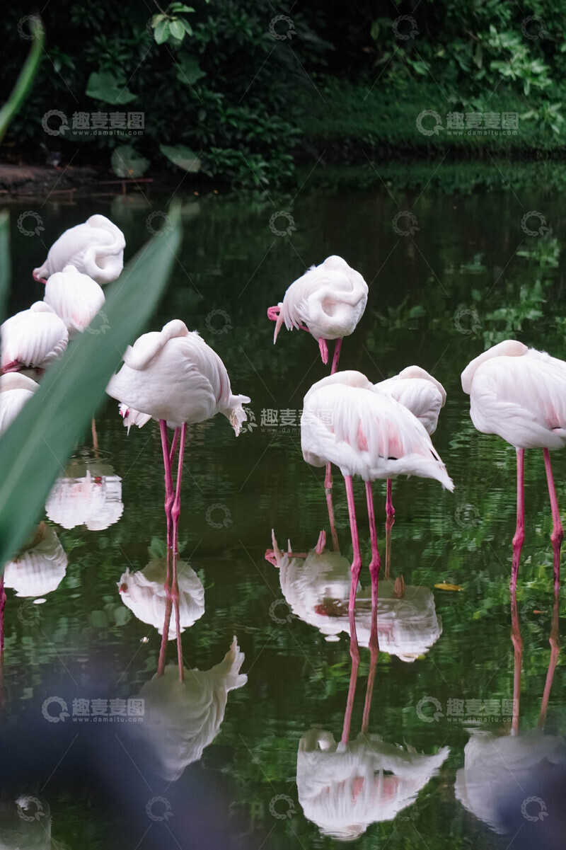 高清大图下载【趣麦麦图】火烈鸟群静谧水塘生态摄影