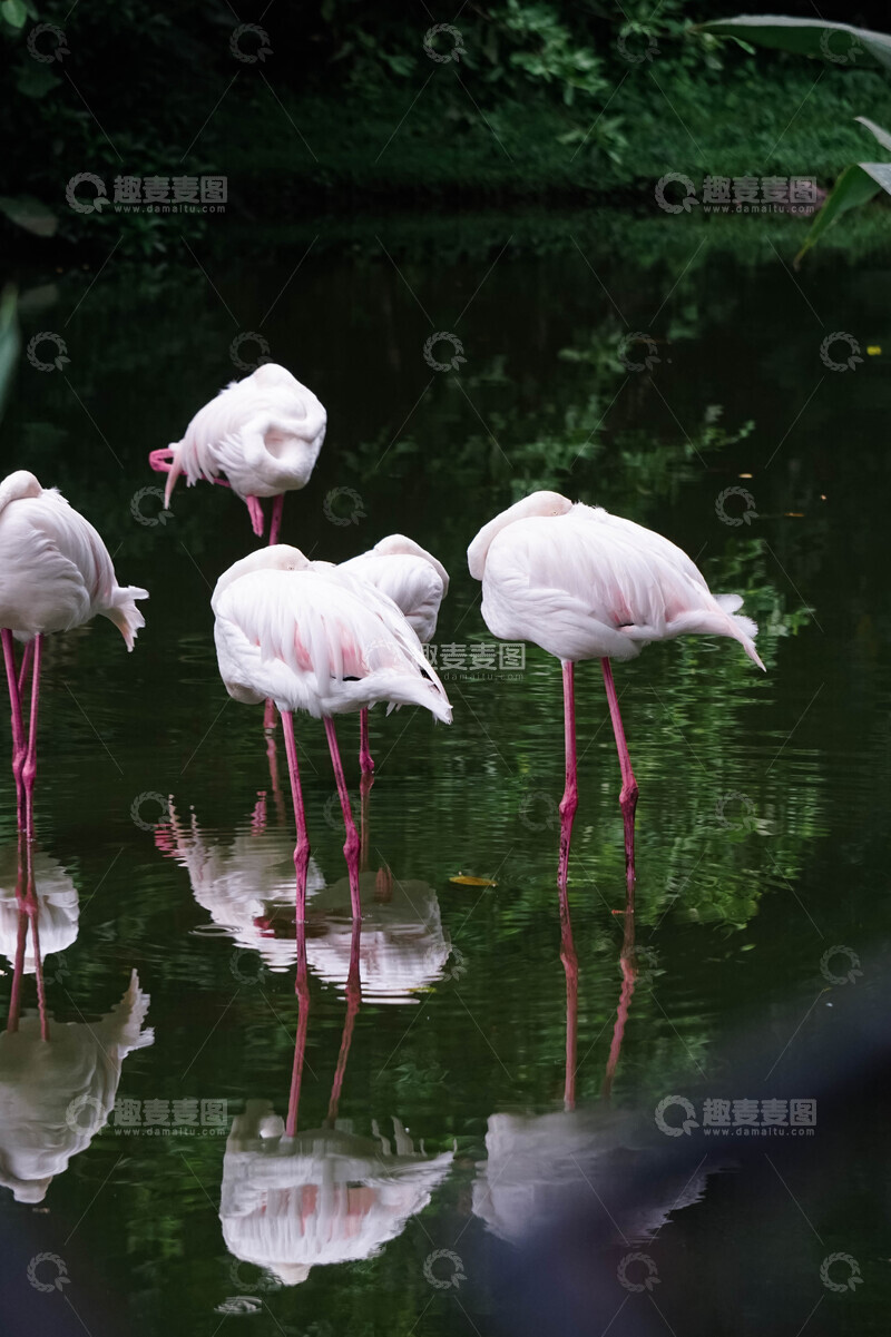 高清大图下载【趣麦麦图】火烈鸟静谧水塘摄影图