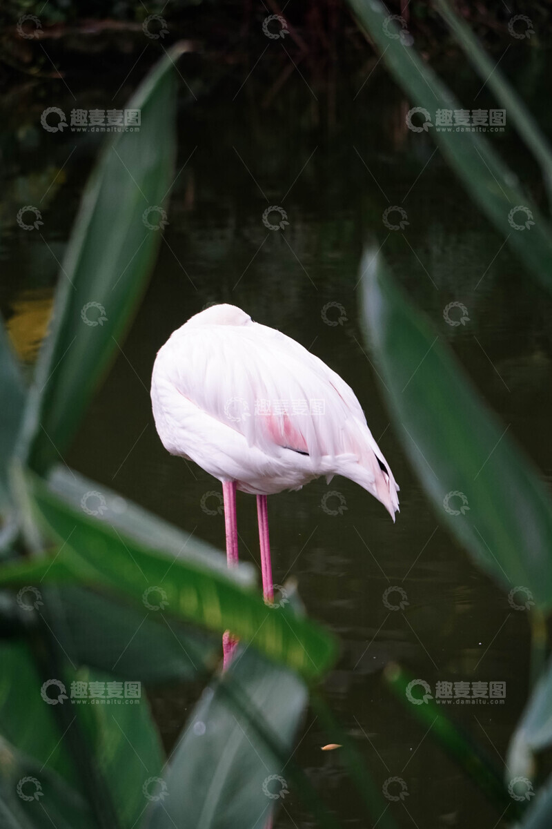 高清大图下载【趣麦麦图】粉红火烈鸟隐于绿叶间