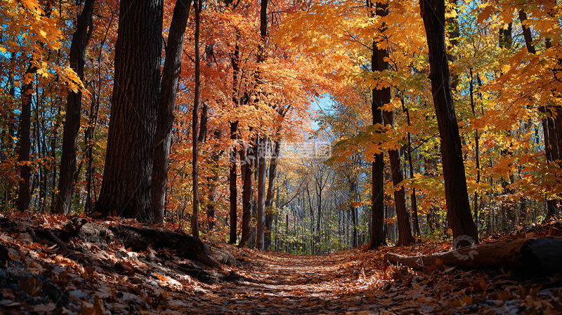 高清大图下载【趣麦麦图】秋日林间小道