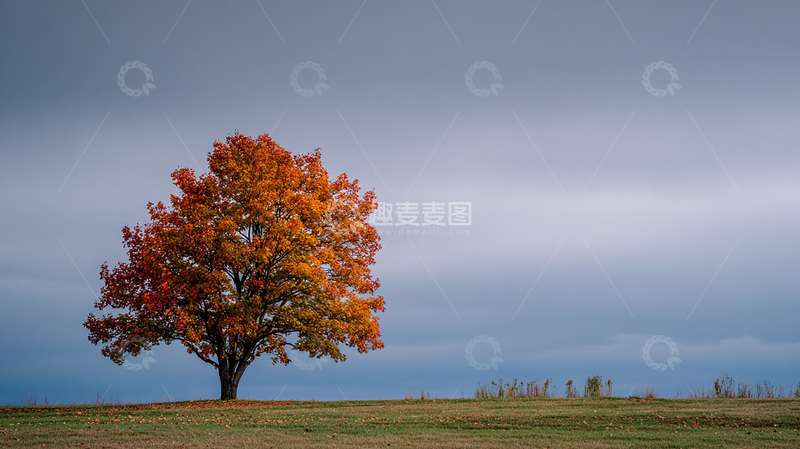 高清大图下载【趣麦麦图】秋日孤树绚丽多彩