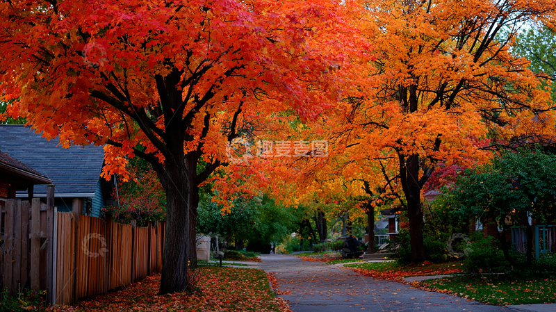 高清大图下载【趣麦麦图】秋日街道枫叶飘落