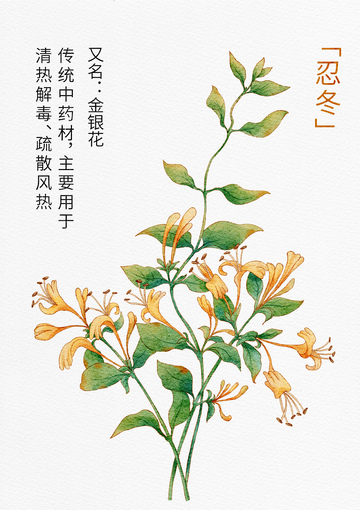 水彩金银花忍冬中药材插画