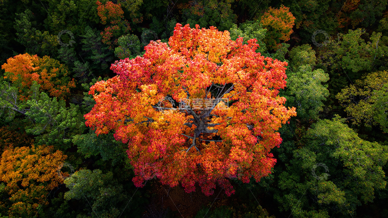 高清大图下载【趣麦麦图】秋日红叶奇观
