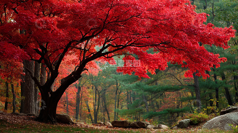 高清大图下载【趣麦麦图】秋日红叶满山坡